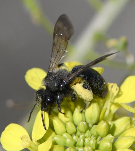 Andrena nigrospina